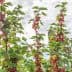 Red currant bushes with ripe berries growing under a blue sky with clouds. - Olive Oil Times