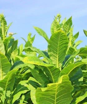 Green tobacco plants growing in a field under a clear blue sky. - Olive Oil Times