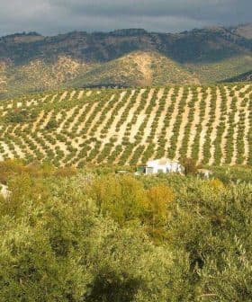 Expansive olive grove with neatly arranged rows of olive trees and distant mountains under a cloudy sky. - Olive Oil Times