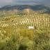 Expansive olive grove with neatly arranged rows of olive trees and distant mountains under a cloudy sky. - Olive Oil Times
