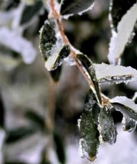 Close-up of olive tree leaves covered in frost and ice crystals. - Olive Oil Times