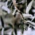 Close-up of olive tree leaves covered in frost and ice crystals. - Olive Oil Times