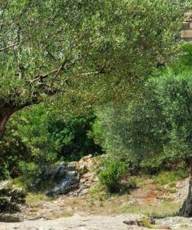 Two ancient olive trees with thick trunks and lush green foliage in a natural setting. - Olive Oil Times