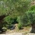 Two ancient olive trees with thick trunks and lush green foliage in a natural setting. - Olive Oil Times