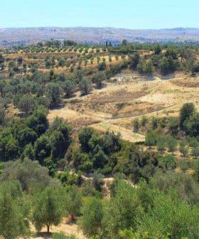 A panoramic view of olive groves on a hillside in Crete, showcasing rows of olive trees. - Olive Oil Times