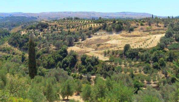 A panoramic view of olive groves on a hillside in Crete, showcasing rows of olive trees. - Olive Oil Times