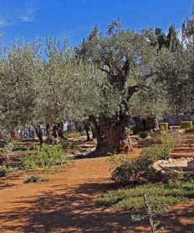Olive trees with gnarled trunks in the Garden of Gethsemane, featuring a stone monument. - Olive Oil Times