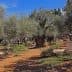 Olive trees with gnarled trunks in the Garden of Gethsemane, featuring a stone monument. - Olive Oil Times