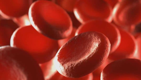Close-up view of red blood cells in a microscopic image showing their round shape and texture. - Olive Oil Times