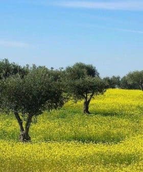 Olive trees in a field with yellow flowers under a blue sky in Alentejo. - Olive Oil Times