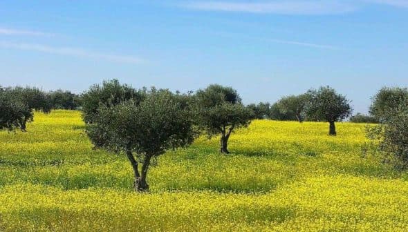 Olive trees in a field with yellow flowers under a blue sky in Alentejo. - Olive Oil Times