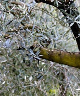 Close-up of olive tree branches featuring green leaves and a textured bark. - Olive Oil Times