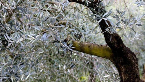 Close-up of olive tree branches featuring green leaves and a textured bark. - Olive Oil Times