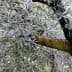 Close-up of olive tree branches featuring green leaves and a textured bark. - Olive Oil Times