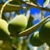 Close-up of green olives hanging from a branch of an olive tree with leaves. - Olive Oil Times