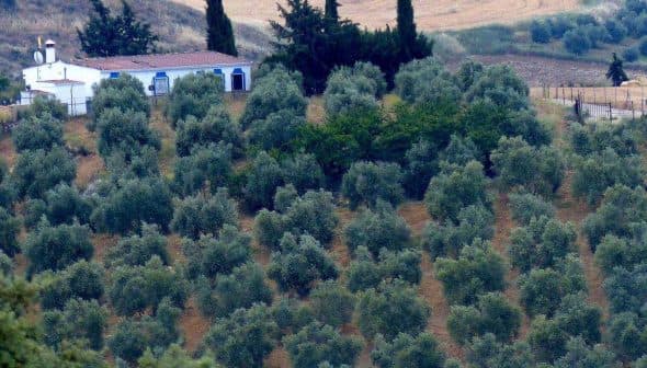 A hillside covered with rows of olive trees, with a small building and cypress trees in the background. - Olive Oil Times