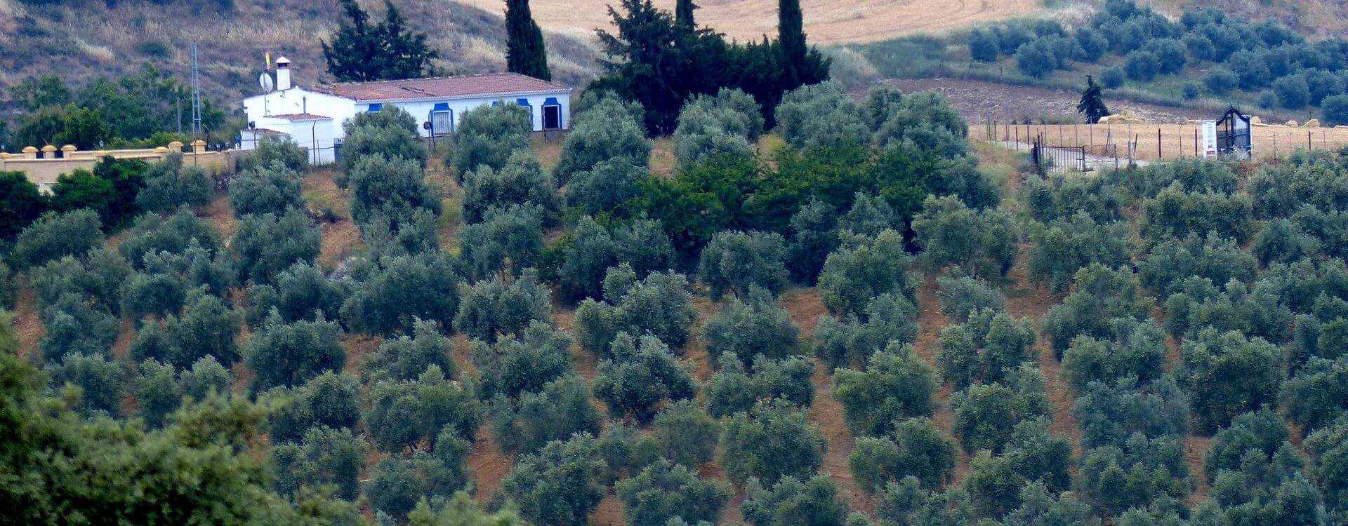 A hillside covered with rows of olive trees, with a small building and cypress trees in the background. - Olive Oil Times