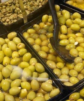 Multiple trays containing different types of olives, including green and black varieties, with serving utensils. - Olive Oil Times