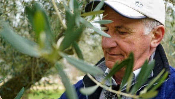 A man inspecting olive branches while harvesting olives in an olive grove. - Olive Oil Times