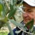 A man inspecting olive branches while harvesting olives in an olive grove. - Olive Oil Times