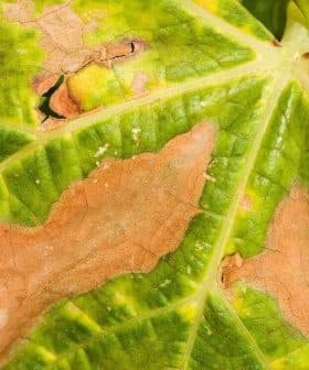 Close-up view of a leaf showing green and brown discoloration with holes. - Olive Oil Times