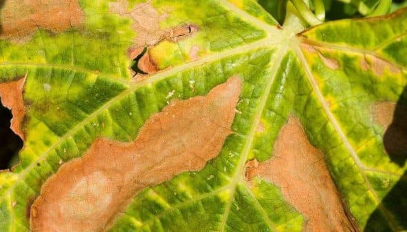 Close-up view of a leaf showing green and brown discoloration with holes. - Olive Oil Times