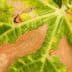 Close-up view of a leaf showing green and brown discoloration with holes. - Olive Oil Times