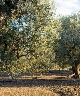 Several olive trees with thick trunks and green foliage in a field under a clear sky. - Olive Oil Times