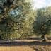 Several olive trees with thick trunks and green foliage in a field under a clear sky. - Olive Oil Times