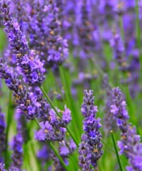 Field of blooming lavender flowers with purple petals and green stems. - Olive Oil Times