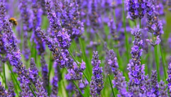Field of blooming lavender flowers with purple petals and green stems. - Olive Oil Times
