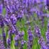 Field of blooming lavender flowers with purple petals and green stems. - Olive Oil Times
