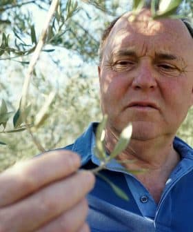 Man inspecting olive leaves while standing in an olive grove. - Olive Oil Times