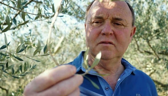 Man inspecting olive leaves while standing in an olive grove. - Olive Oil Times