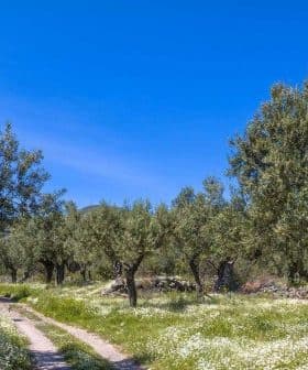 Olive trees in a grove with a dirt path and wildflowers under a clear blue sky. - Olive Oil Times