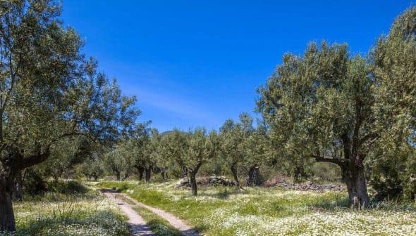 Olive trees in a grove with a dirt path and wildflowers under a clear blue sky. - Olive Oil Times