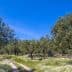 Olive trees in a grove with a dirt path and wildflowers under a clear blue sky. - Olive Oil Times