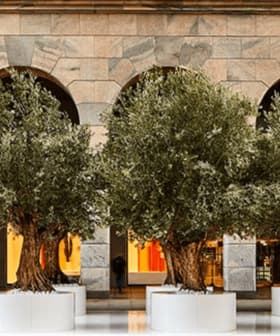 Several olive trees in white display pots arranged in a row under an archway. - Olive Oil Times