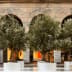 Several olive trees in white display pots arranged in a row under an archway. - Olive Oil Times