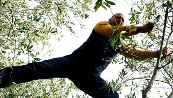 Man in a yellow long-sleeve shirt pruning olive tree branches while standing on a branch. - Olive Oil Times
