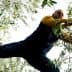 Man in a yellow long-sleeve shirt pruning olive tree branches while standing on a branch. - Olive Oil Times
