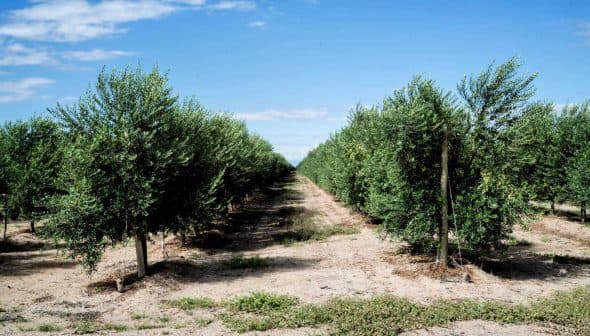 Rows of olive trees growing in a well-maintained orchard under a clear blue sky. - Olive Oil Times