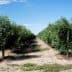 Rows of olive trees growing in a well-maintained orchard under a clear blue sky. - Olive Oil Times