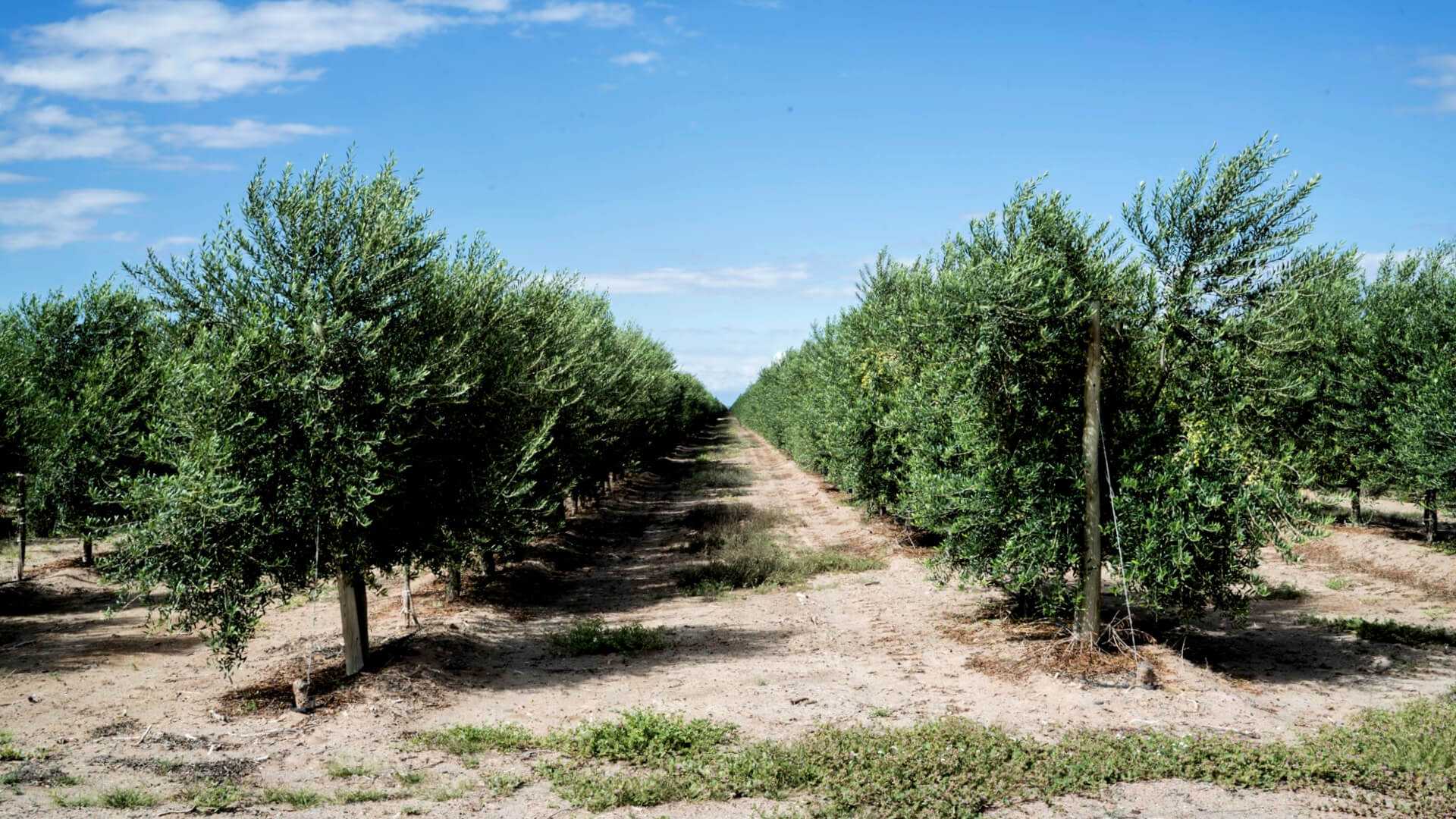 Rows of olive trees growing in a well-maintained orchard under a clear blue sky. - Olive Oil Times