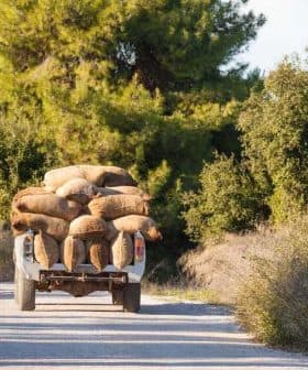A truck loaded with bags driving down a dirt road surrounded by greenery. - Olive Oil Times