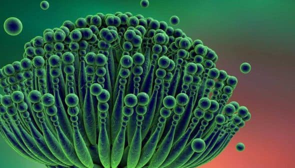 Microscopic view of a mold structure with green spores and filamentous features. - Olive Oil Times