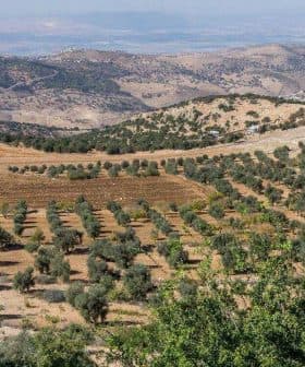 Aerial view of olive groves in the Jordan Valley with rolling hills in the background. - Olive Oil Times