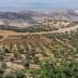 Aerial view of olive groves in the Jordan Valley with rolling hills in the background. - Olive Oil Times