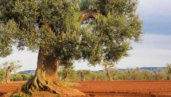 An olive tree with a thick trunk and green leaves in a field with other olive trees in the background. - Olive Oil Times
