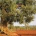 An olive tree with a thick trunk and green leaves in a field with other olive trees in the background. - Olive Oil Times